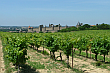 Carcassonne. Fragment murów obronnych na tle winnicy. Francja. Czerwiec 2005 rok.