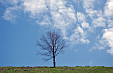 Twierdza Kłodzko. Drzewo na szczycie twierdzy. Maj 2013 rok.