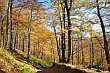 Żółty szlak zwany szlakiem dla emerytów. Droga z Chatki Puchatka do Przełęczy Wyżnej na Połoninie Wetlińskiej. Bieszczady. Październik 2012 rok.