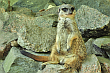 Surykatka (Suricata suricatta) – gatunek drapieżnego ssaka z rodziny mangustowatych, jedyny przedstawiciel rodzaju Suricata. W Afryce oraz krajach anglojęzycznych znana jest pod nazwą meerkat. Czerwiec 2013 rok.