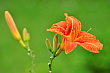 Lilia (Lilium L.) – rodzaj bylin cebulowych z rodziny liliowatych, obejmujący około 75 gatunków. Wiele z nich to znane rośliny ozdobne. Gatunkiem typowym jest lilia biała (Lilium candidum L.) Czerwiec 2013 rok.