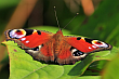 Rusałka pawik (Inachis io),gatunek motyla z rodziny rusałkowatych. Występuje w Azji i Europie po Japonię. W Polsce jest jednym z najbardziej pospolitych motyli. Lipiec 2013 rok.