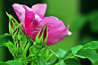 Róża dzika (Rosa canina L.),gatunek krzewu z rodziny różowatych. Ludowe nazwy: psia róża, która jest tłumaczeniem nazwy łacińskiej, oraz szypszyna (stąd szypszyniec różany), nazwa o pochodzeniu słowiańskim. Występuje na obszarach umiarkowanych i ciepłych półkuli północnej. Można ją spotkać prawie w całej Europie, na terenach do 1500 m n.p.m., w Afryce Północnej, na Wyspach Kanaryjskich, na Maderze, w Azji, rozprzestrzeniła się także w Australii i Nowej Zelandii. W Polsce jest gatunkiem pospolitym. Lipiec 2013 rok.