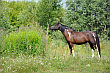 Konie rasy sokólskiej na wypasie u brzegu rzeki Wisły. Okolice Dęblina. Lipiec 2012 rok.