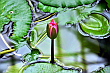 Nenufar.Grzybień biały (Nymphaea alba L.), zwyczajowo nazywane także nenufarem lub lilią wodną. Gatunek byliny z rodziny grzybieniowatych (Nymphaeaceae).  Palmiarnia w Poznaniu. Czerwiec 2013 rok.