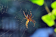 Pająk krzyżak - zwyczajowa nazwa niektórych gatunków pająków z rodziny krzyżakowatych (Araneidae). Lipiec 2013 rok.